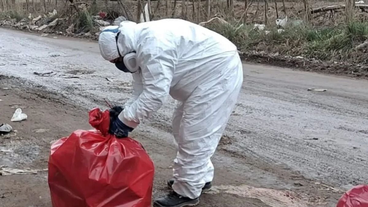 Cien kilos de carne podrida abandonados al costado de la calle: el barrio que amaneció con un basural clandestino a cielo abierto