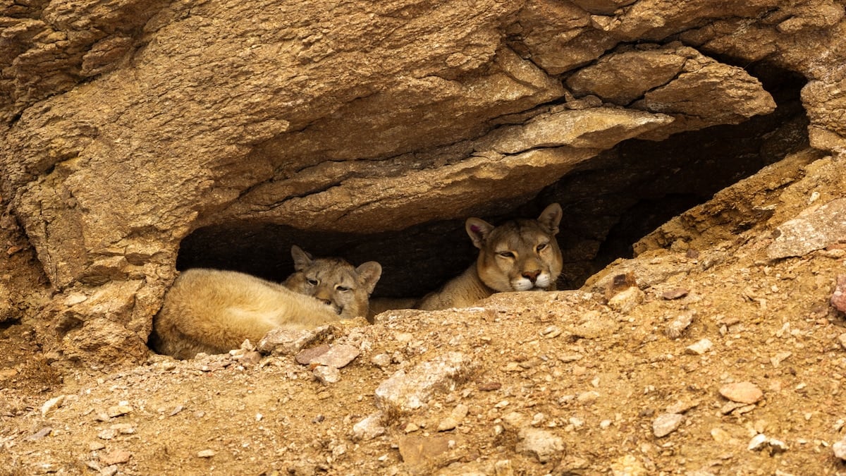 Rastros en la nieve: la experiencia de seguir al puma por la estepa santacruceña