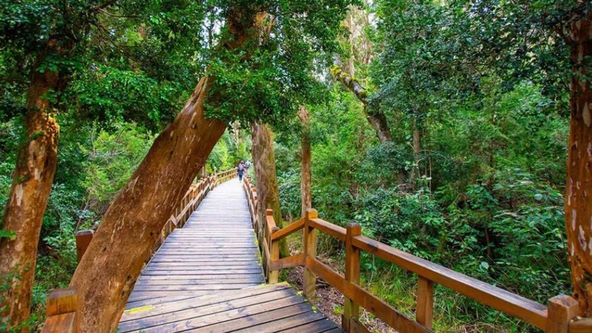 La península de Quetrihué y su bosque de cortezas canela: una guía para recorrer elArrayanal de Villa La Angostura