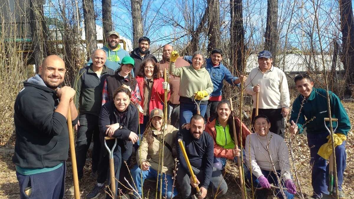 Plottier levanta un estaquero de sauce criollo: el árbol que se nos pierde y quieren devolver al territorio