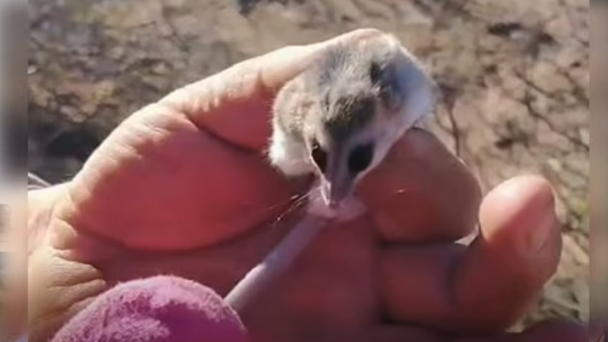 Cuando una comadreja enana se mete en la leña: lo que aprendí siguiendo a los guardafaunas en la meseta
