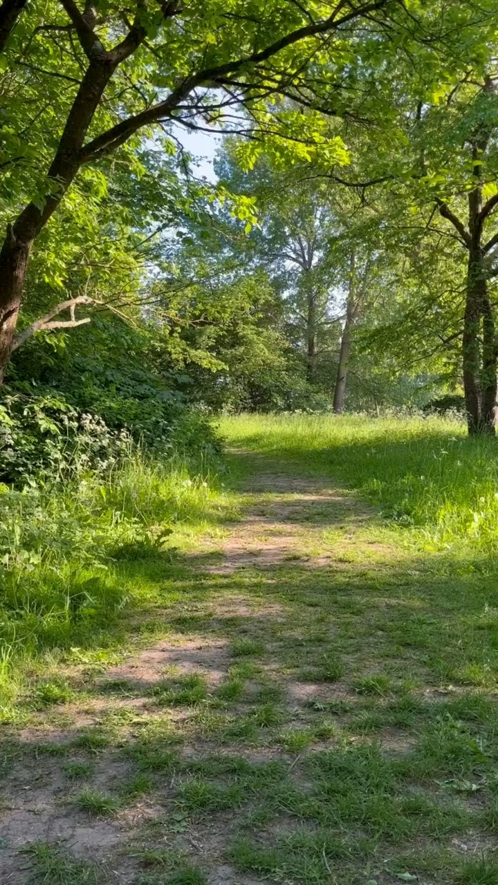 Un baño de bosque a la vuelta de la casa: la terapia verde que nació en Japón y que cualquiera puede probar