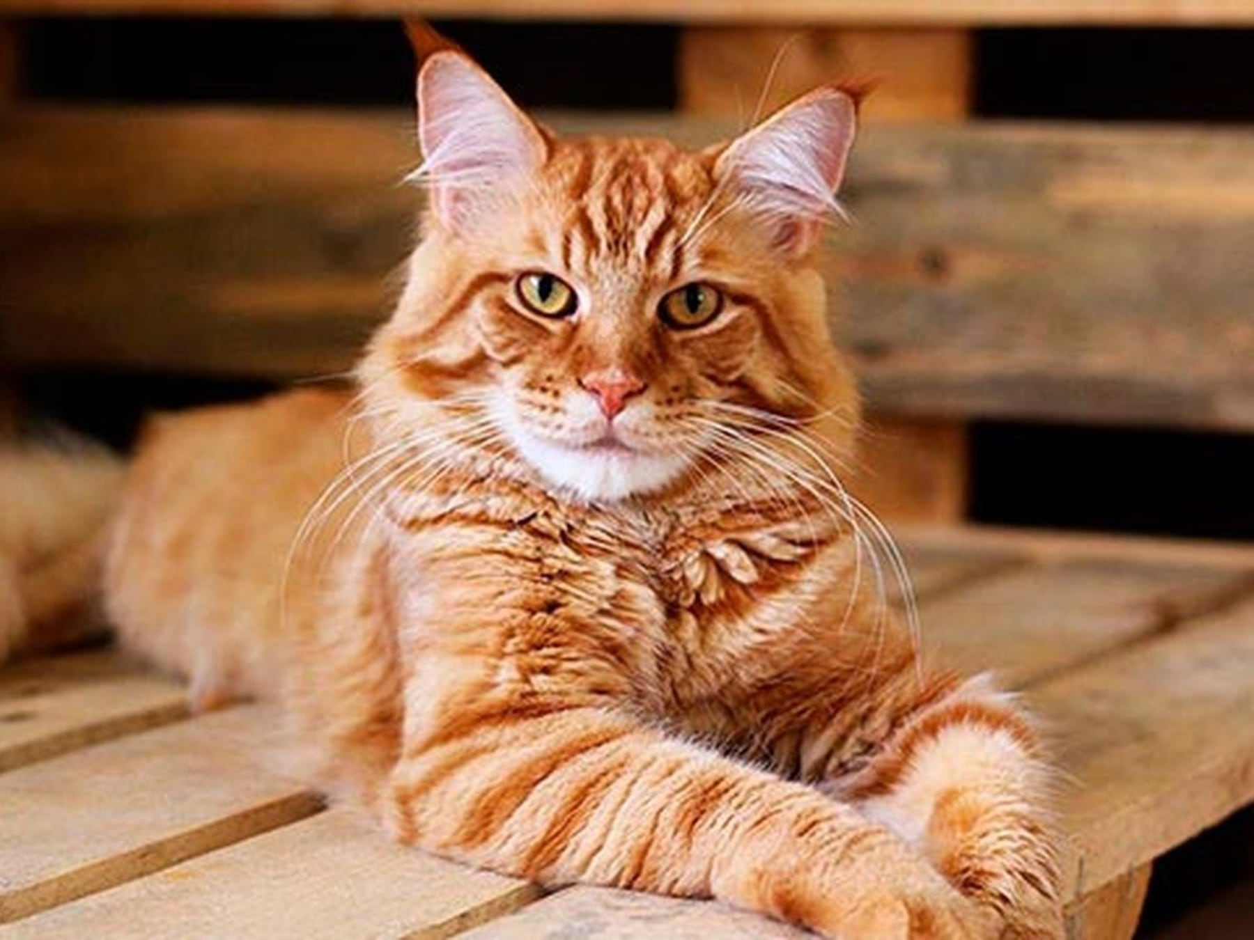 Gatos al lado del hombre: por qué los felinos se metieron en la mitad de los hogares con mascotas y qué piden a cambio