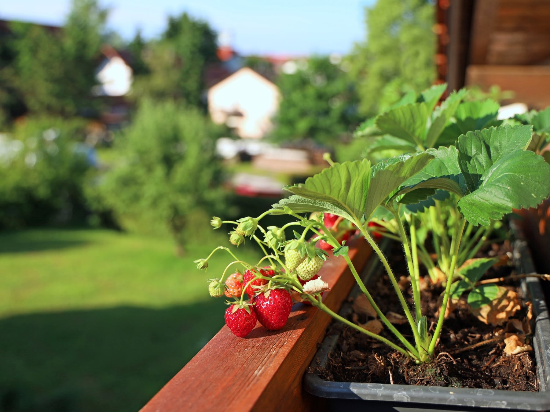 Una huerta que se deja mirar desde la ventana: la apuesta de septiembre para mezclar lo ornamental y lo que se lleva al plato