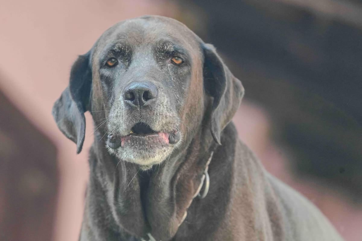 El Chaltén cobra la tenencia de mascotas en litros de nafta y distingue entre inscripción, patente y multa