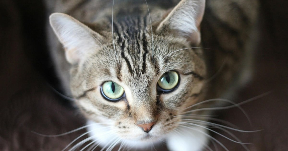 Cuando el gato parece sano pero arrastra un parásito que puede llegar a las personas