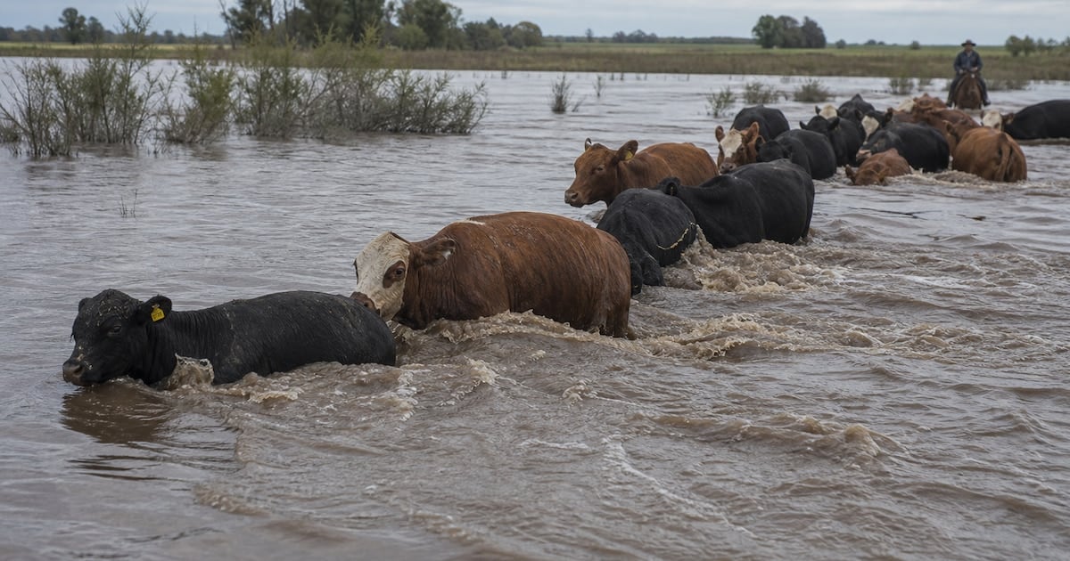 La crecida del Paraná y el ajuste global empujan al alza los valores de la hacienda en Cañuelas